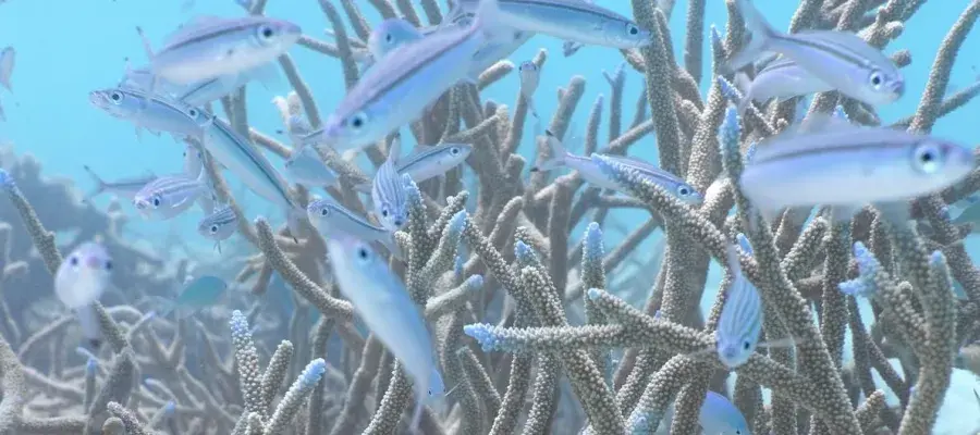 Marines- fish