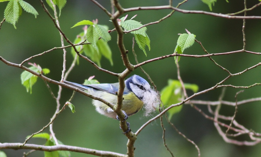 Adult blue tit with nest-building material