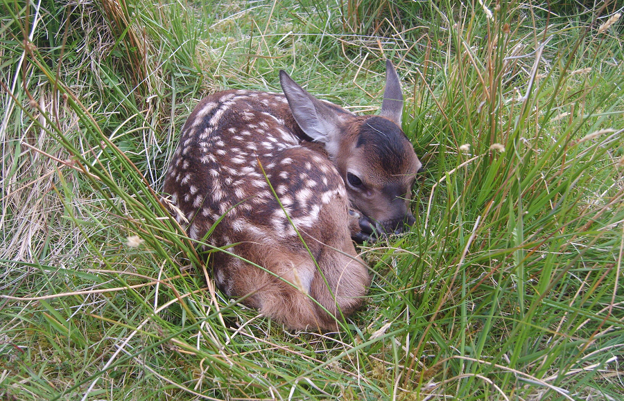 Image of red deer calf on Isle of Rum