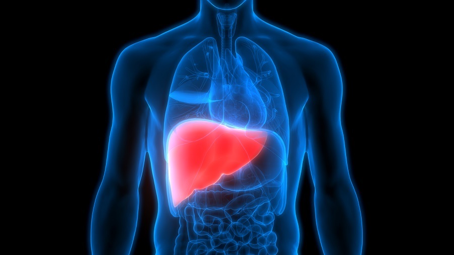 Human body with liver (in red)